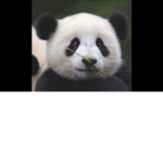 panda22221 fan club