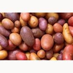 Potato Squad (RANKS)