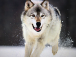 Sassy Wolves Group!