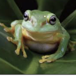 ~Frog king~