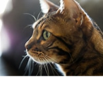 iLOVEcatsIFyouLOVEcatsJOIN
