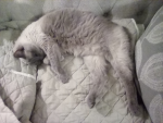 Ming the Siamese cat Official Group