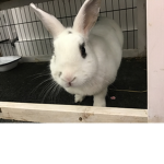 A Bunny Named Pebbles