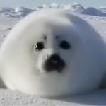 SeallyGngSeals
