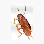 grupo de cucarachas