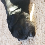 the beautiful DOGE