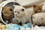 Kitty-Tastic Cats