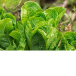 Plants and veggies union