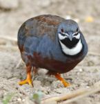 little quail fan club