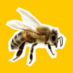 bee friends games