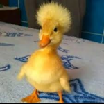 Dance mom ducks