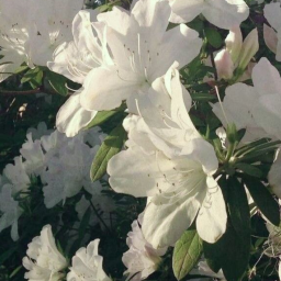 ୨ ๋🌼 𝅄 🌿🧺