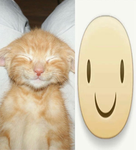 meow silly