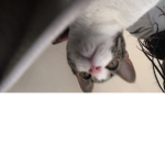 i <33 cats btw