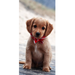 I CAGNOLINIII