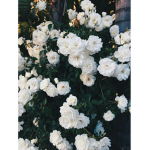 WhiteFloral