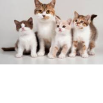 Little Kitty Army