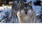 wolf_pack*