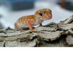 the beautiful gary
