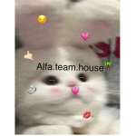 Alfa.team.house