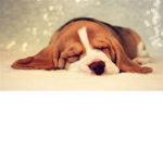 Lil Beagles