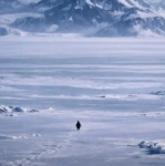 Nihilist Penguin