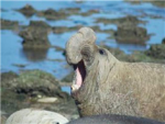 Sea Elephants