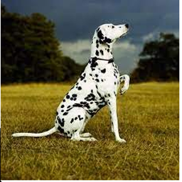 Dog Simulator (May or may not involve death)