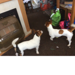the dogs!!