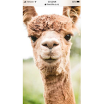 Spitting Alpacas