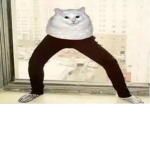 pants cat