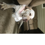 Dogs group is great