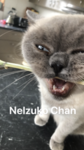 Neddie Kingdom