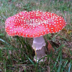 .~Mushroom Hangout~.