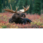 Mooselandia