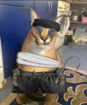 Professional Roblox Designer.