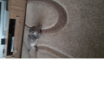 The cat Group!!!!!!!!!!!