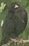 Fat bird group