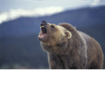 Bear Enemy Assault Raid