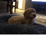 Lola’s Puppy tails fans