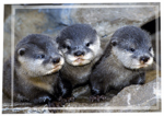 Otter Fans