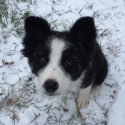 puppies