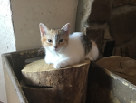 BABY CAT LIFE