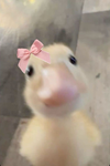 ~Pwahs~