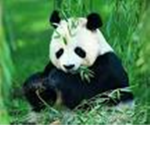 The Panda group :D