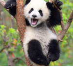 I luv pandas