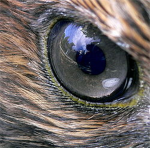 Hawk Blood Foundation