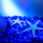 .:Starfish Faishion Acadmy:.