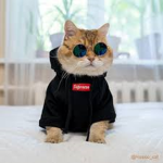 Kittens' Clothing Store