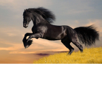 Professional horse riding
